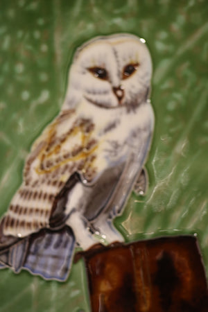 Owl Picture